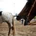 Horses in the staging area during the Washtenaw County 4-H Youth Show on Sunday, July 28. Daniel Brenner I AnnArbor.com